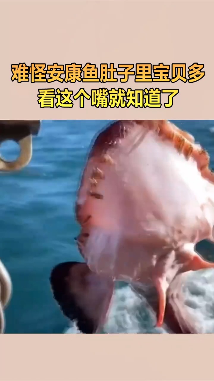 难怪安康鱼肚子里宝贝多,看这个嘴就知道了