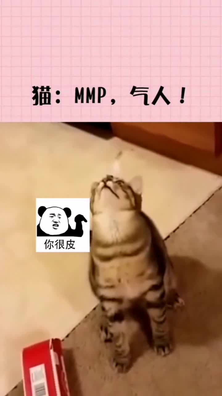 主人在猫咪头上贴了一个符咒,果然镇住了它!猫气死老娘了,