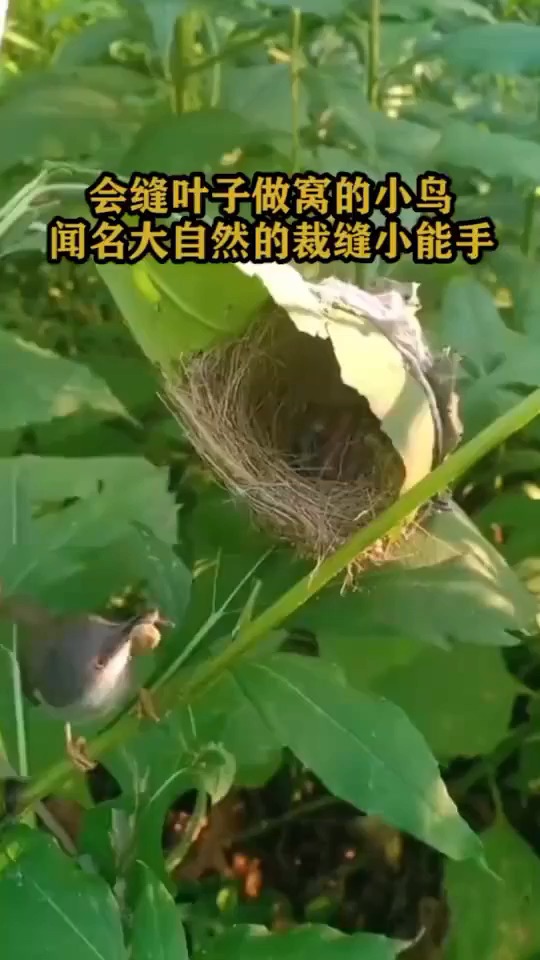 会缝叶子做窝的小鸟,闻名大自然的裁缝小能手