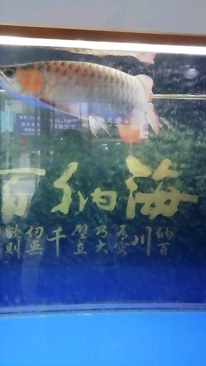红龙鱼