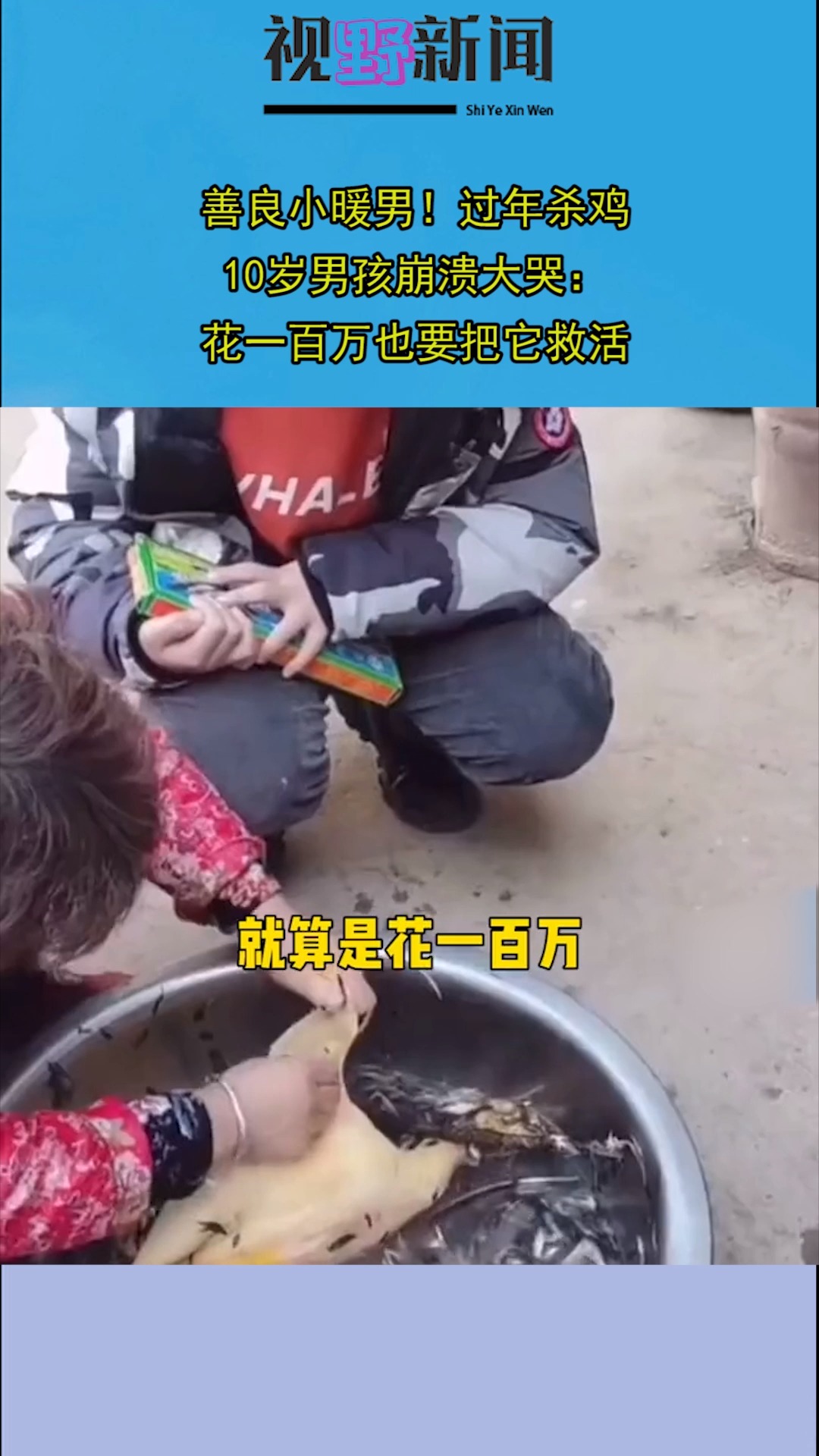 过年杀鸡,10岁男孩崩溃大哭:花一百万也要把它救活