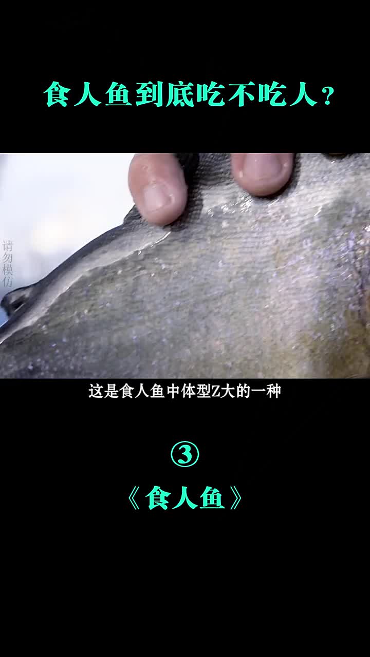 杰叔带大家一起揭秘食人鱼到底吃不吃人