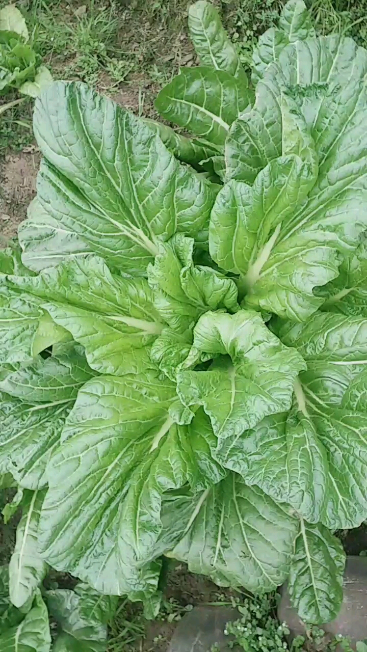 菜菜营养价值高呢!绿色蔬菜