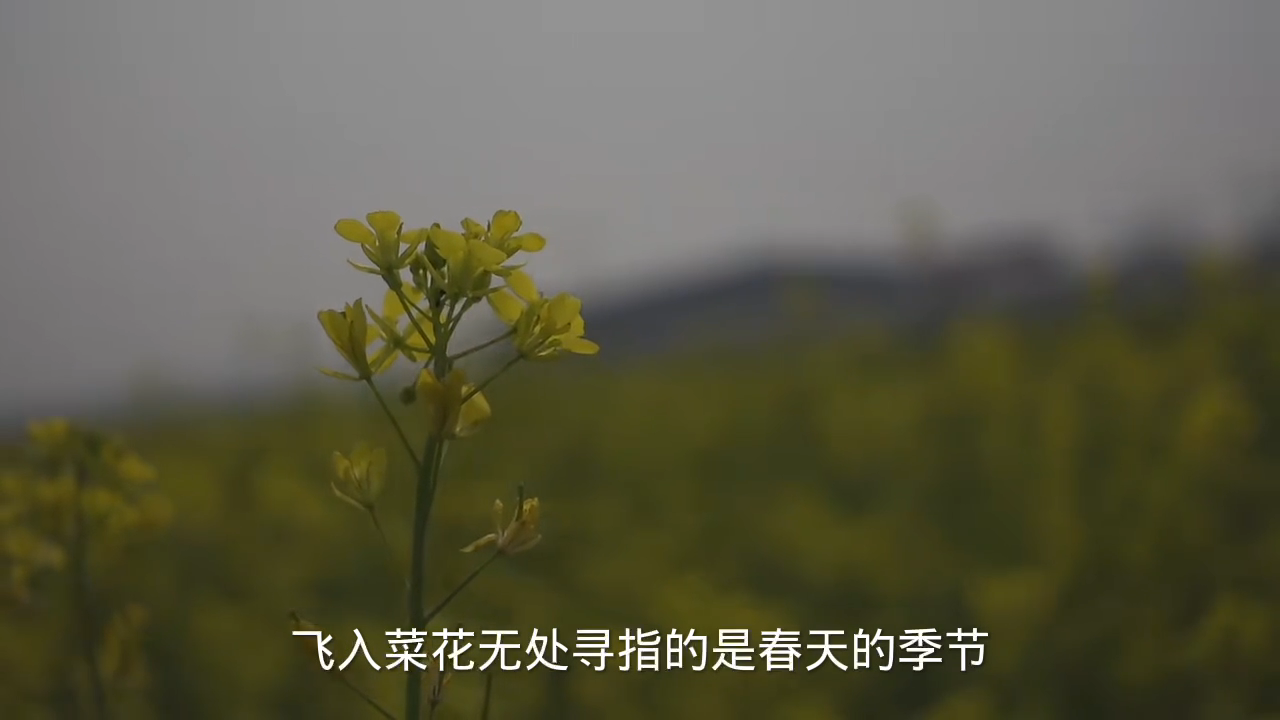 飞入菜花无处寻是什么季节