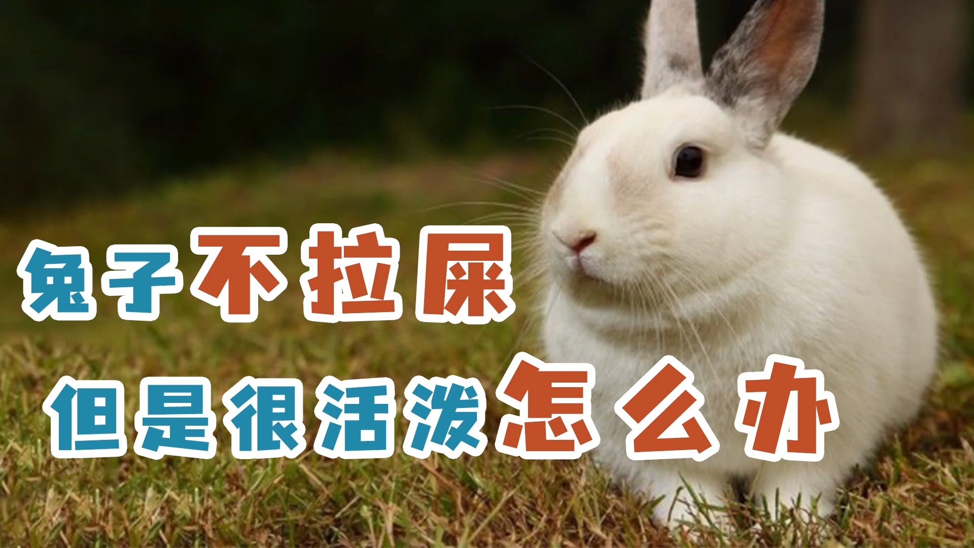 兔子不拉屎但是很活泼怎么办