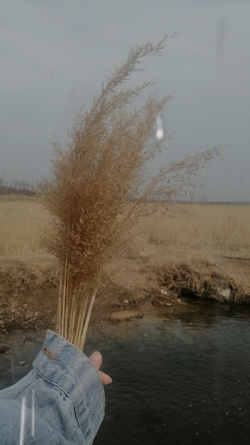   满天星和芦苇草