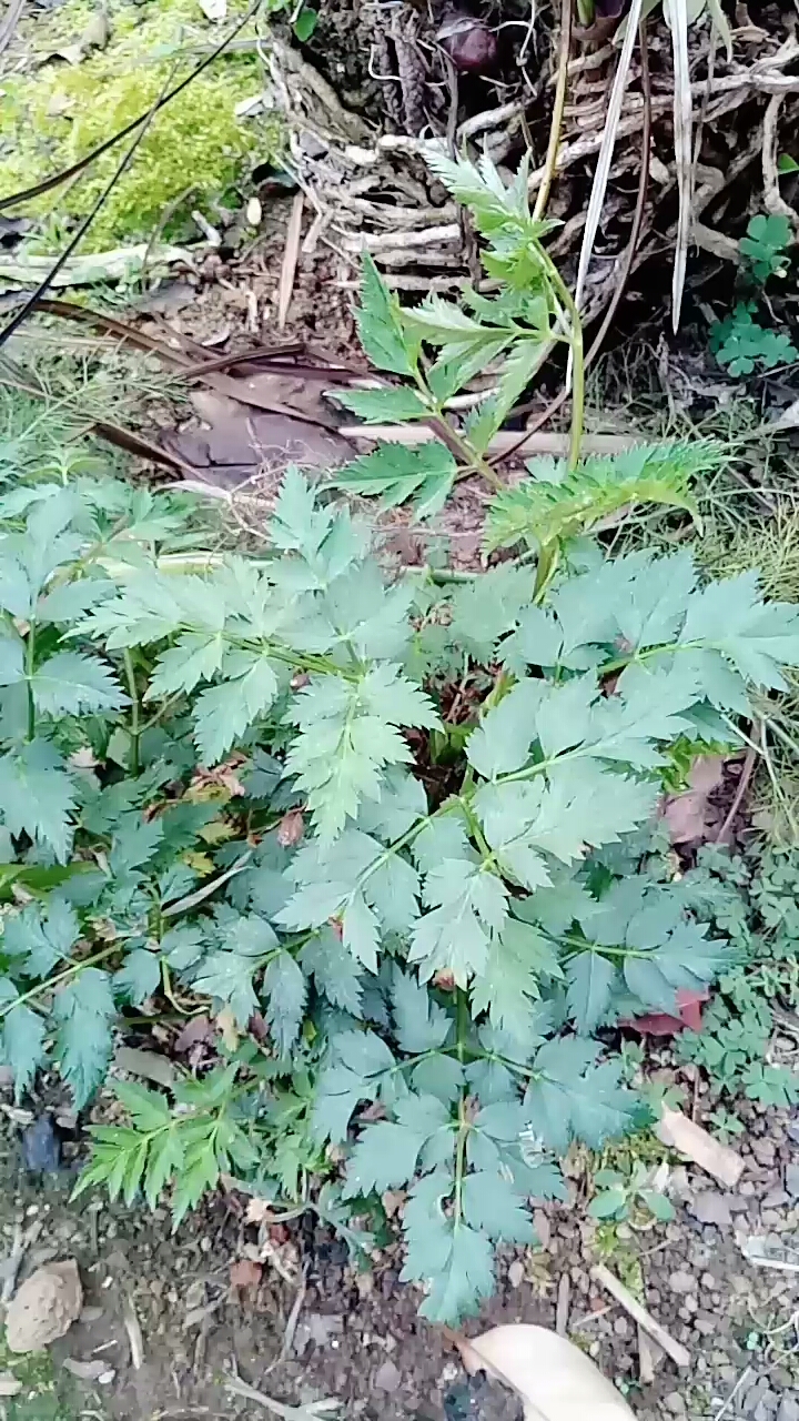 我们叫它川芎。是一种菜。也是一种非常好的草药。你们吃过吗?