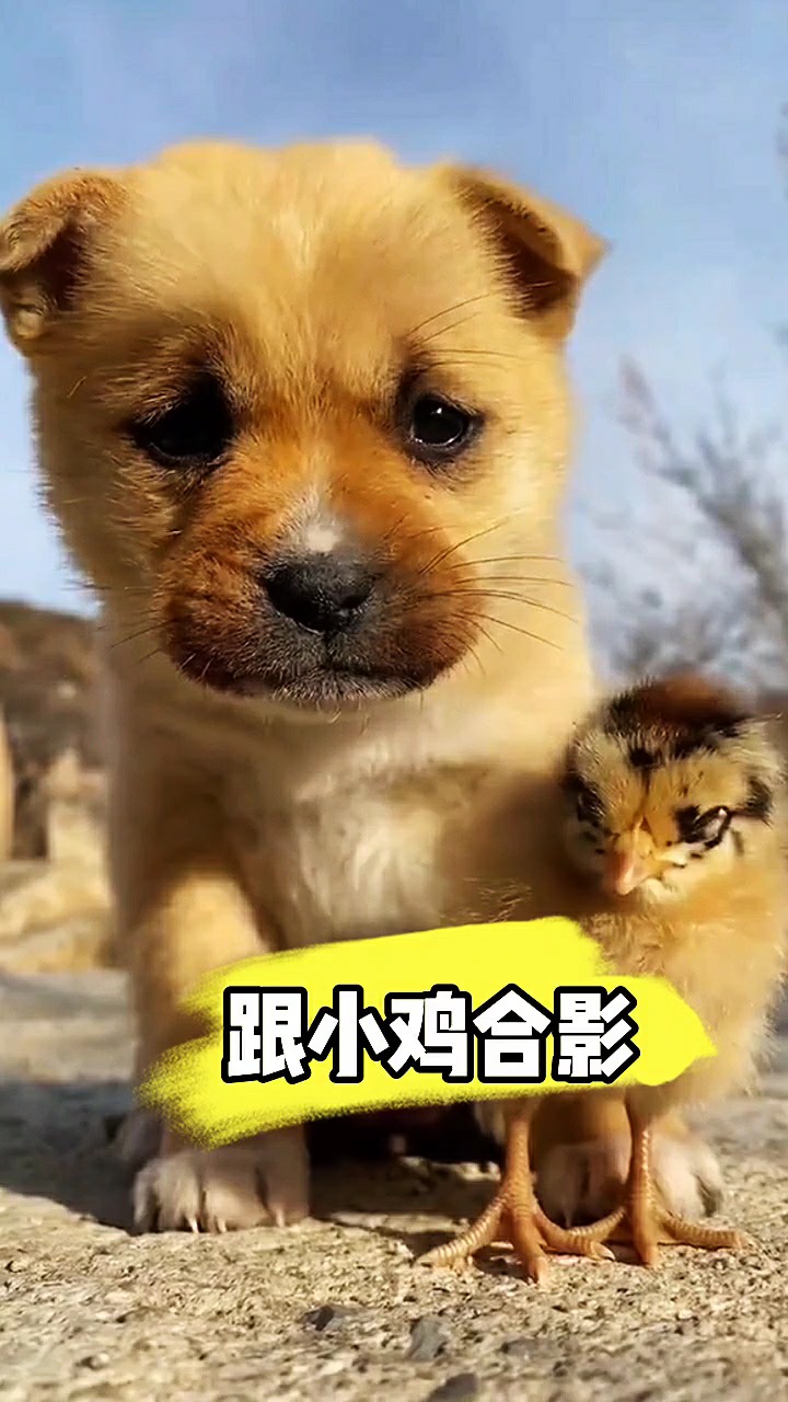 #我家萌宠成精了#谁来给我和小鸡拍个照片