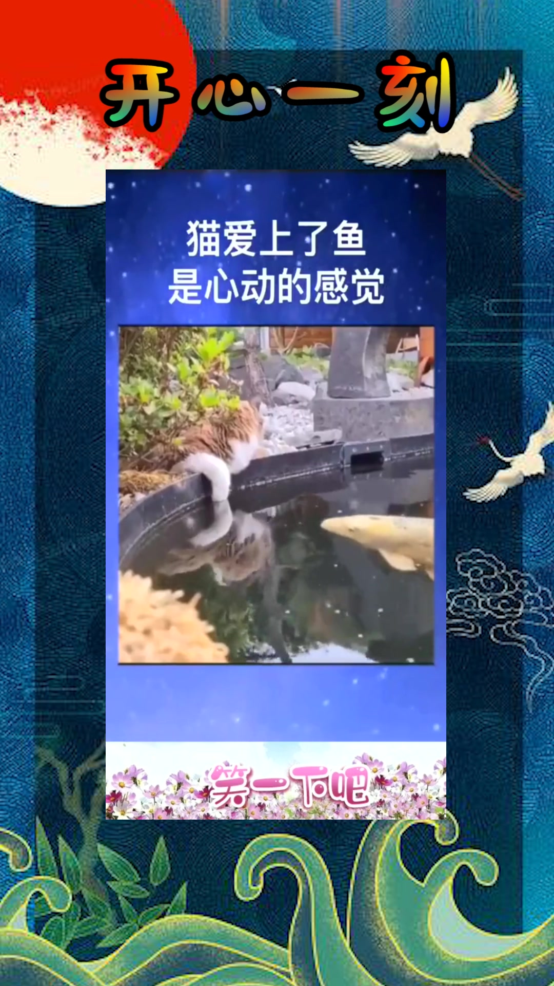 #我要上热门#鱼爱上了猫,是心动的感觉啊