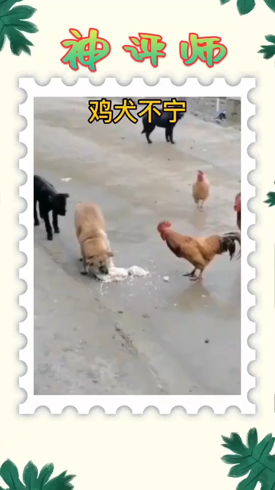 #搞笑视频#鸡和狗抢食,这勇值得学习