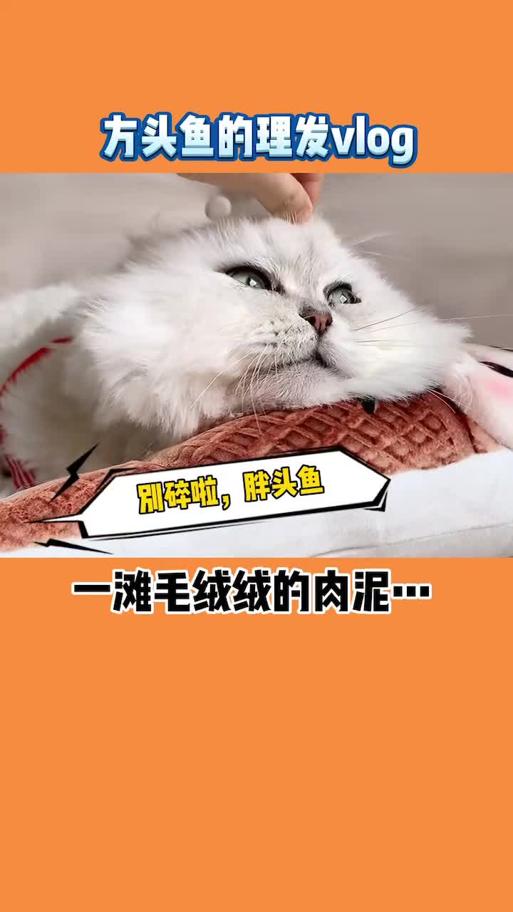 #家有萌宠#你们说胖头鱼到底是方的还是圆的呢?日常