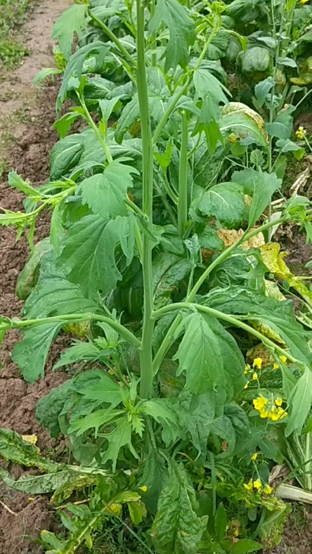 这青菜都开花了,拔回家,能吃,未开的花朵也可以吃,茎去皮也可以吃,纯天然食品!