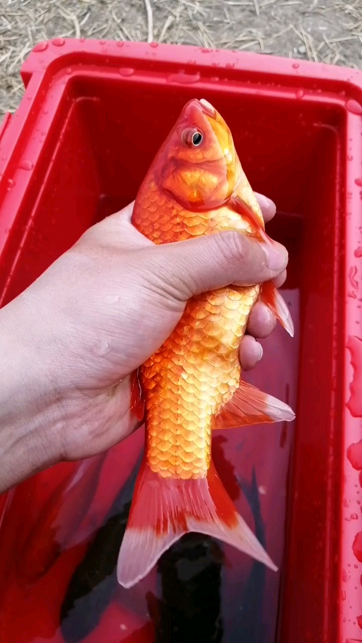 小红鱼回家吧,下次别这样贪吃了
