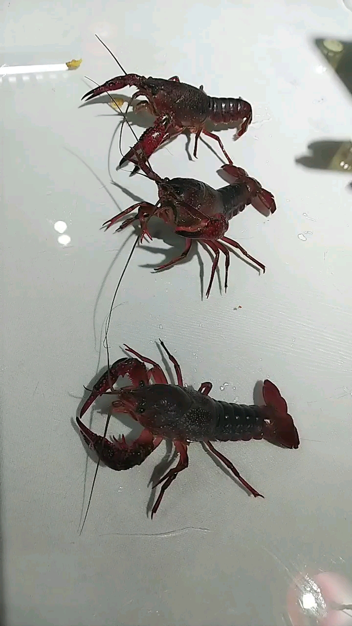 没有没有啊