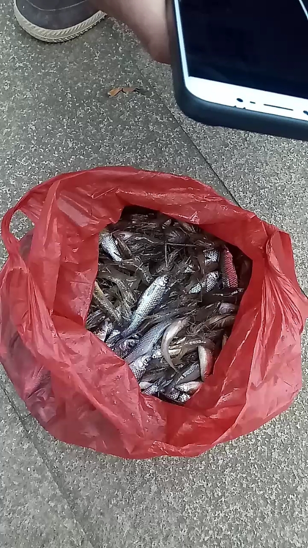 小溪边捉的小虾鱼