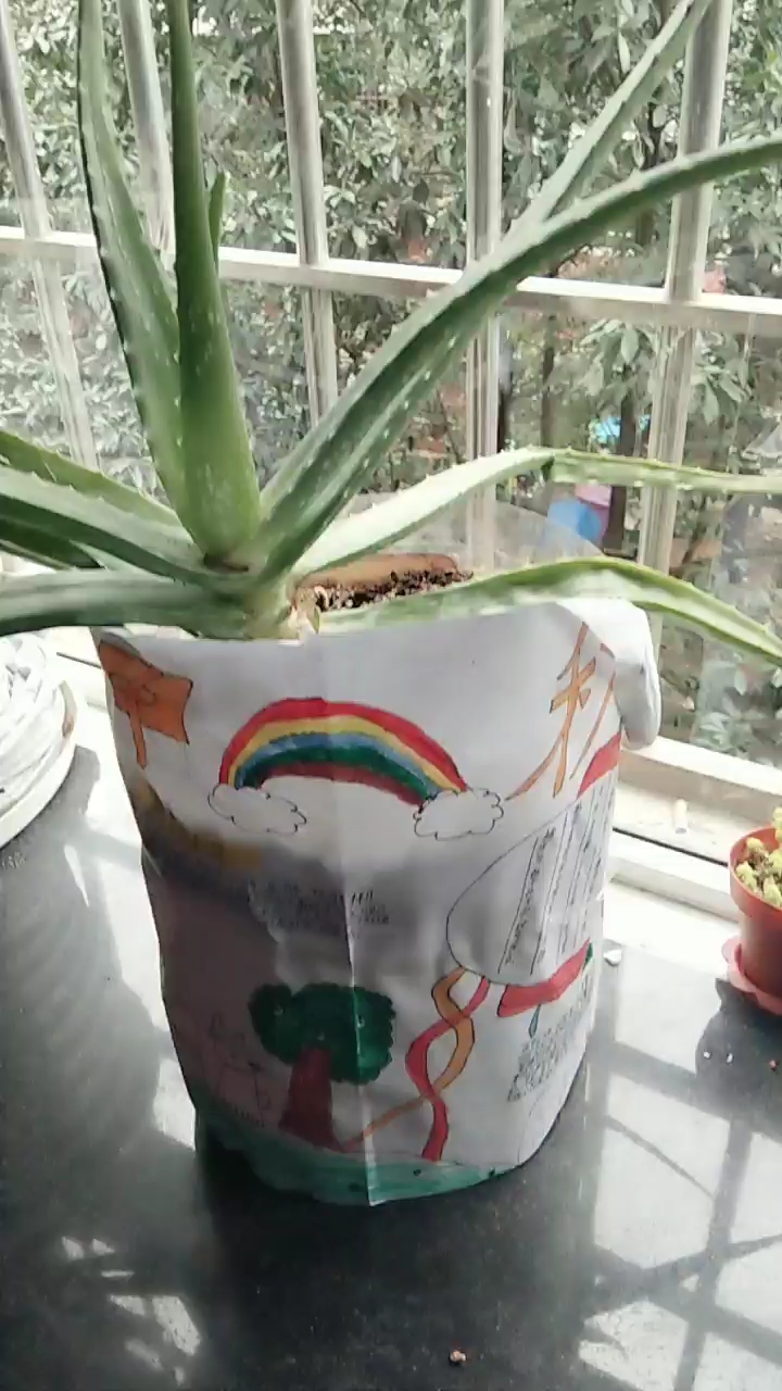 儿子的手抄报竟被我拿来做花盆,多肉都被妹妹一根一根扯断了。