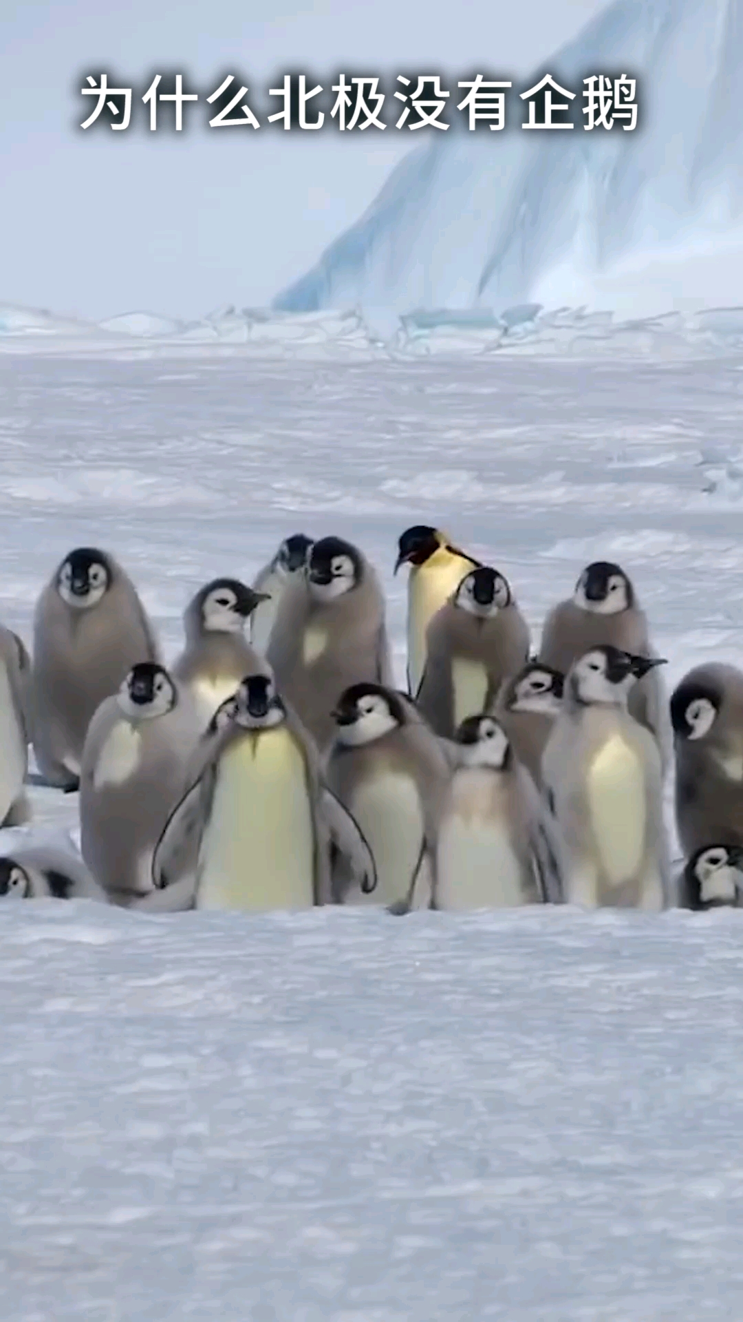为什么北极没有企鹅 如果将企鹅运到北极它们可以生存吗
