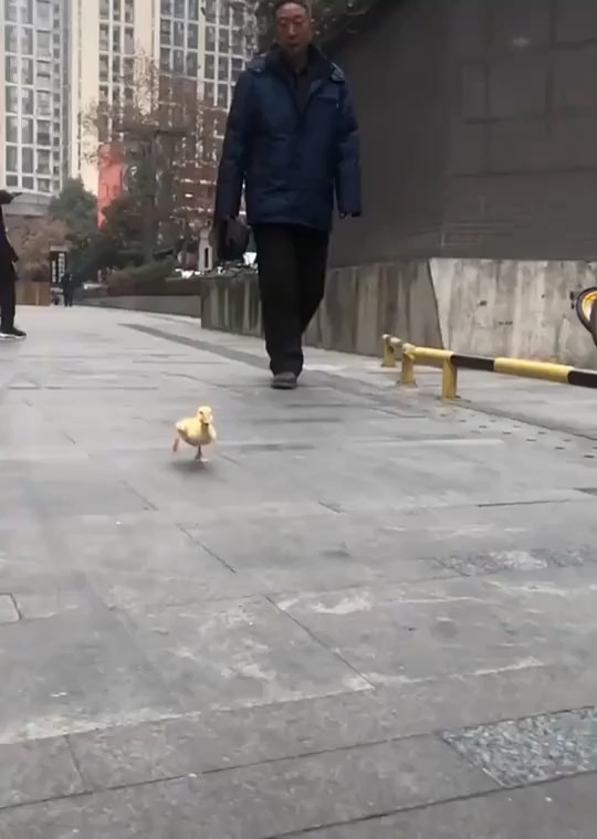 小鸭子奔跑自带喜感