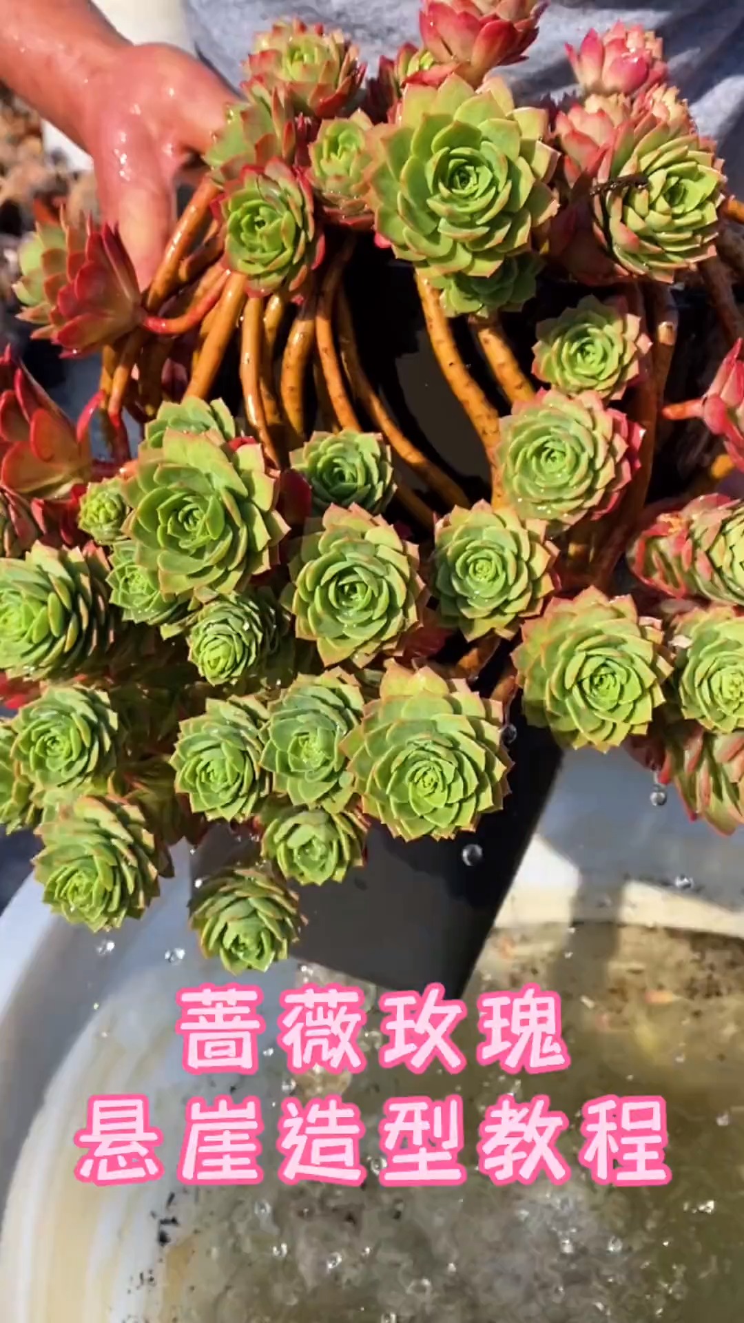 #有一种可爱叫多肉!#蔷薇玫瑰悬崖造型,这样种,爱了爱了!