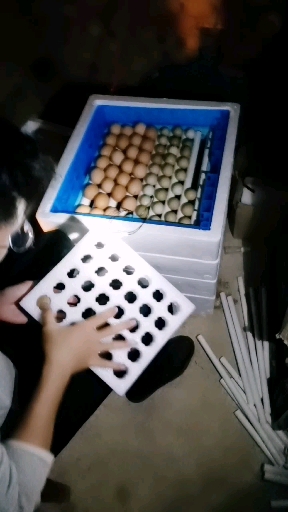 山鸡和黄脚鸡孵化开始