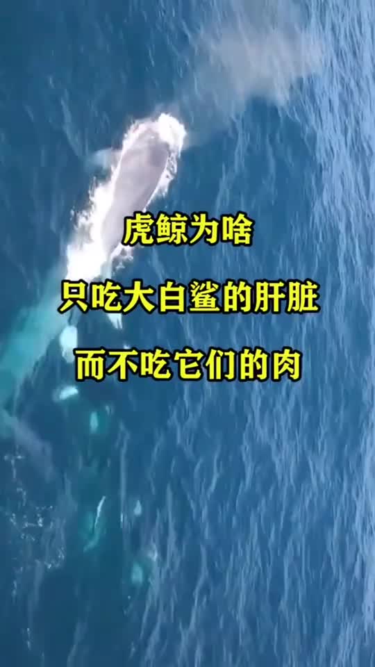 虎鲸为啥只吃大白鲨的肝脏,而不吃它们的肉