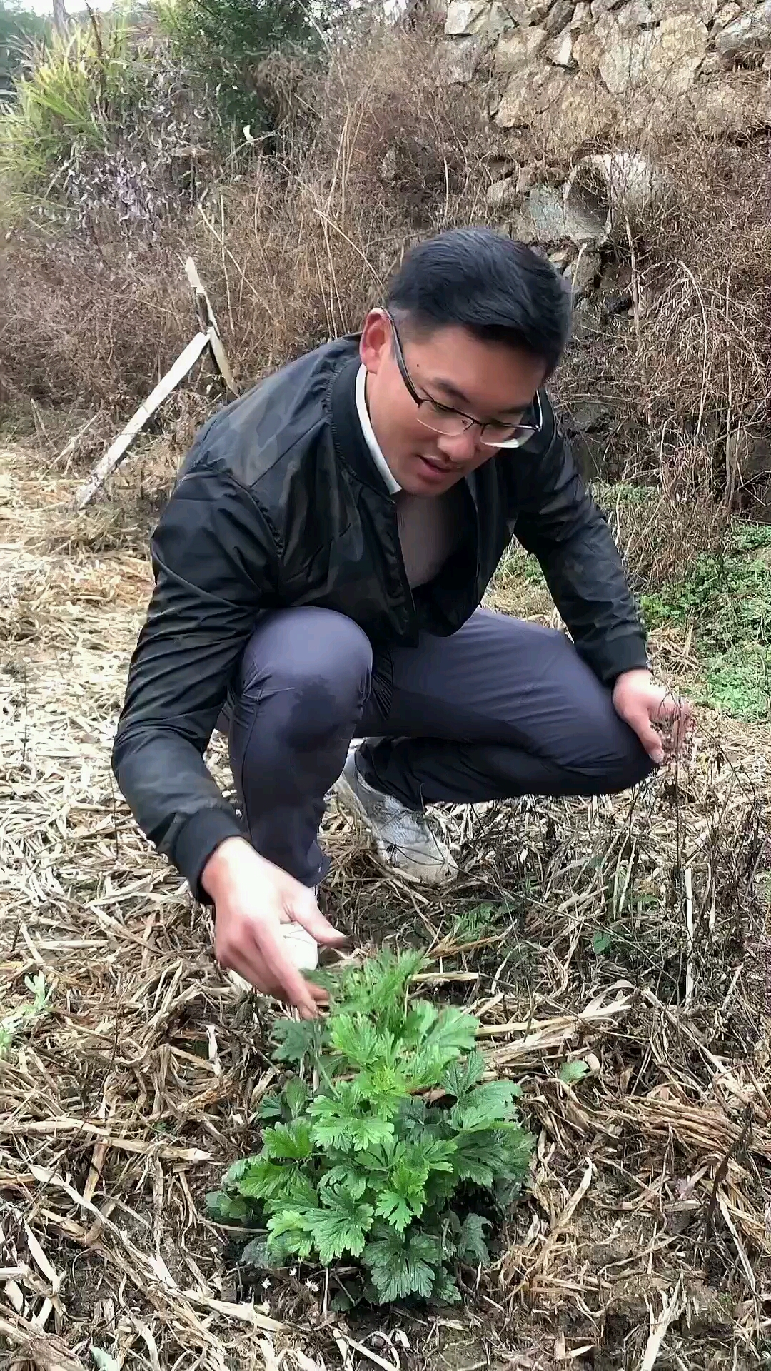 谁说男不能吃益母草