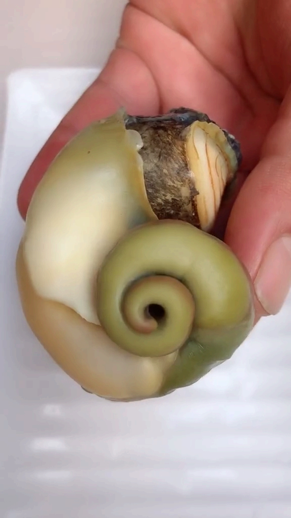 #道长我想要修仙#鲜活大海螺正确食用方法