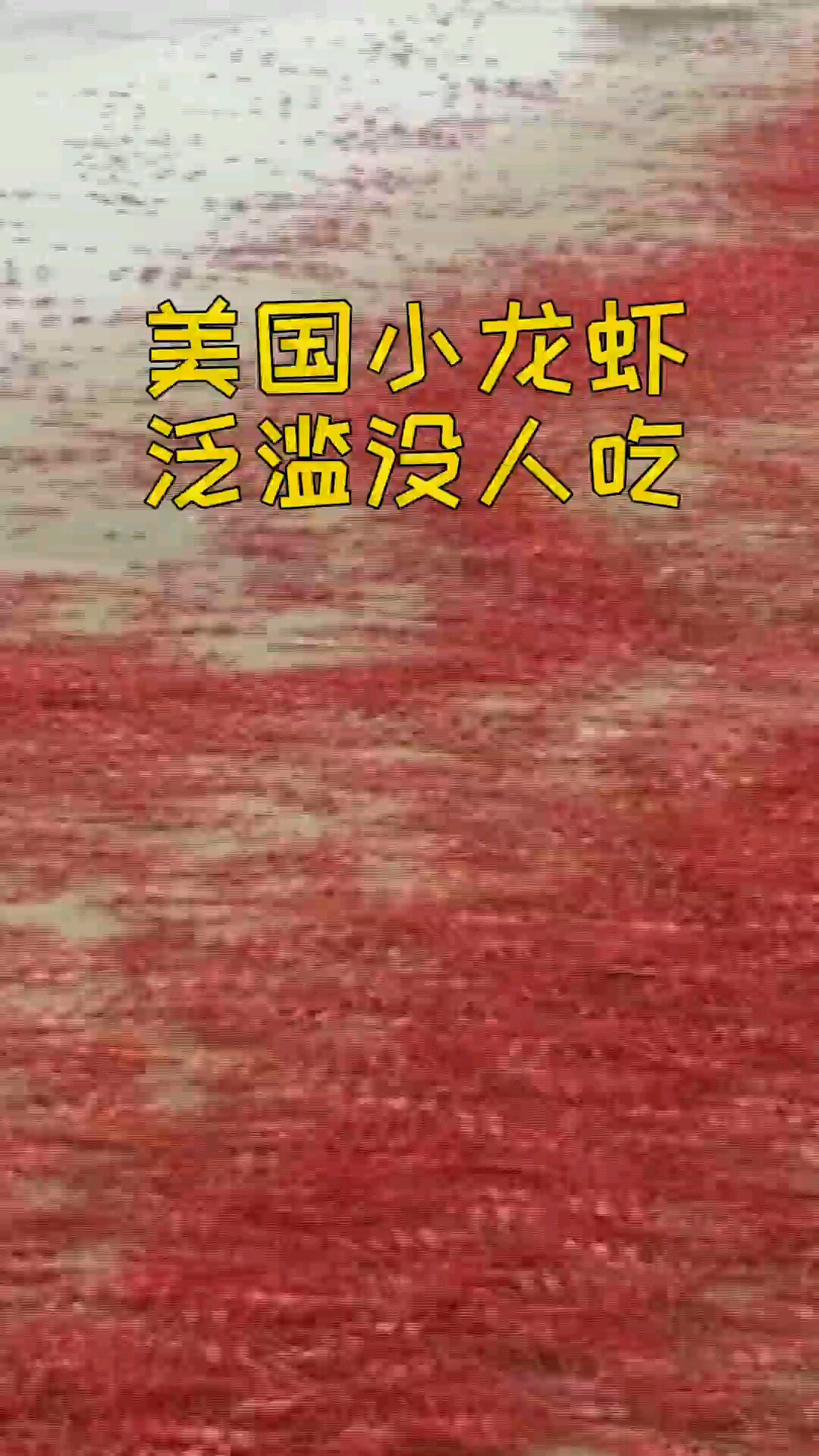 美国小龙虾泛滥没人吃原来我们都被骗了这些并不是小龙虾