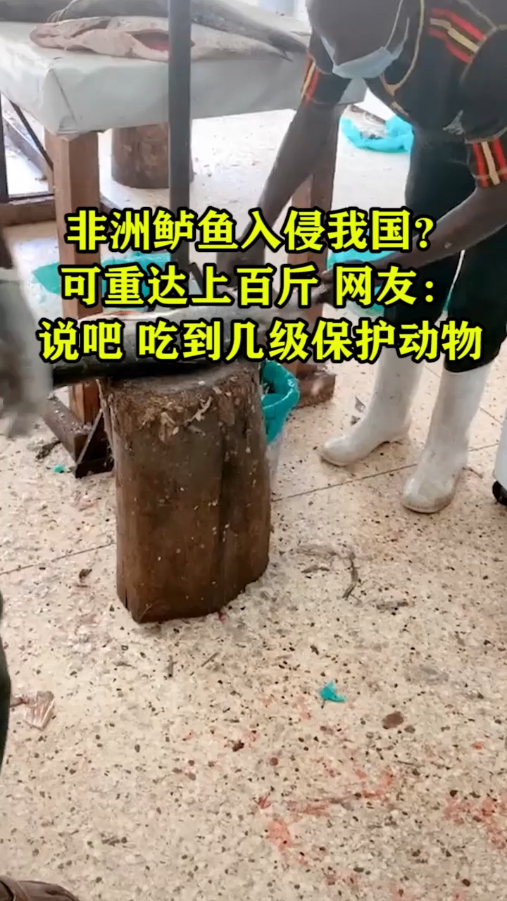 非洲鲈鱼入侵我国?可重达上百斤 网友:说吧 吃到几级保护动物