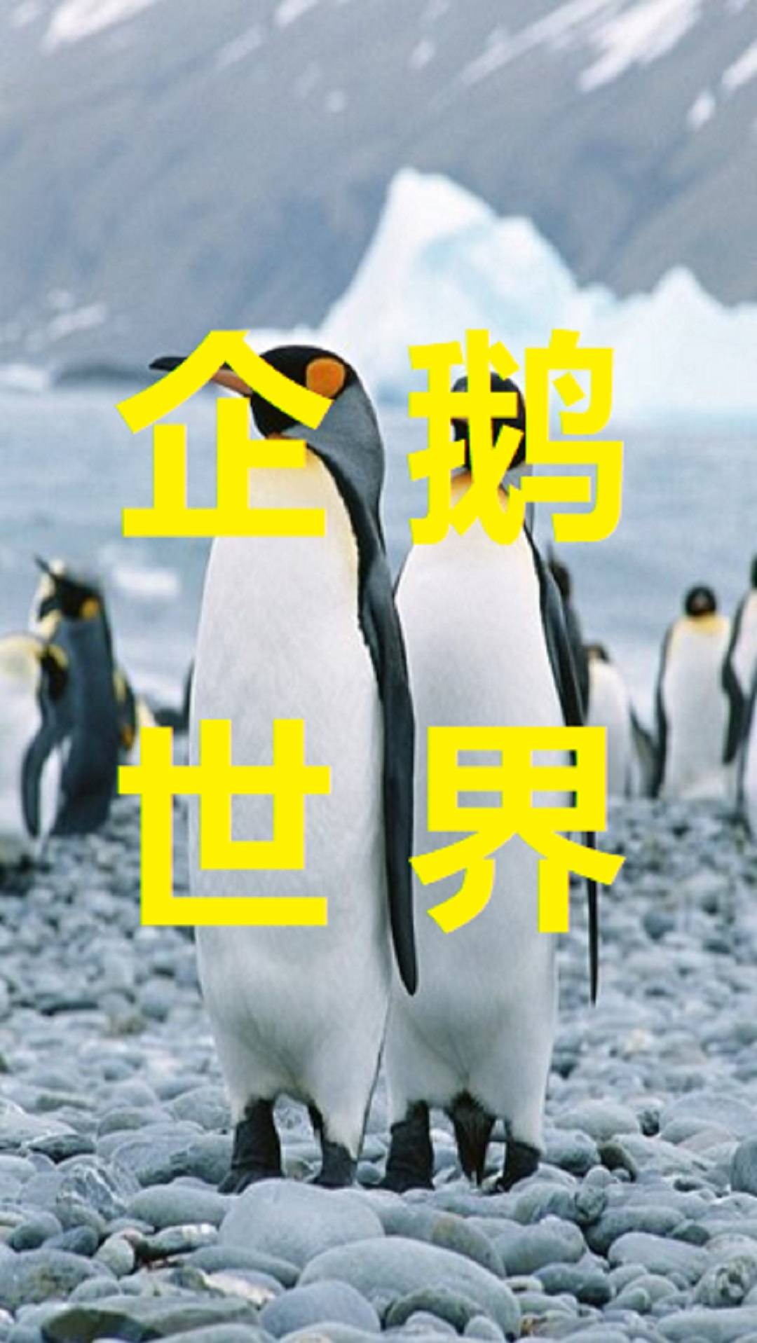 #动物世界#小巧阿德利企鹅战斗力超强,海燕都害怕得飞走了。但它悬崖边踹兄弟也是毫不留情。