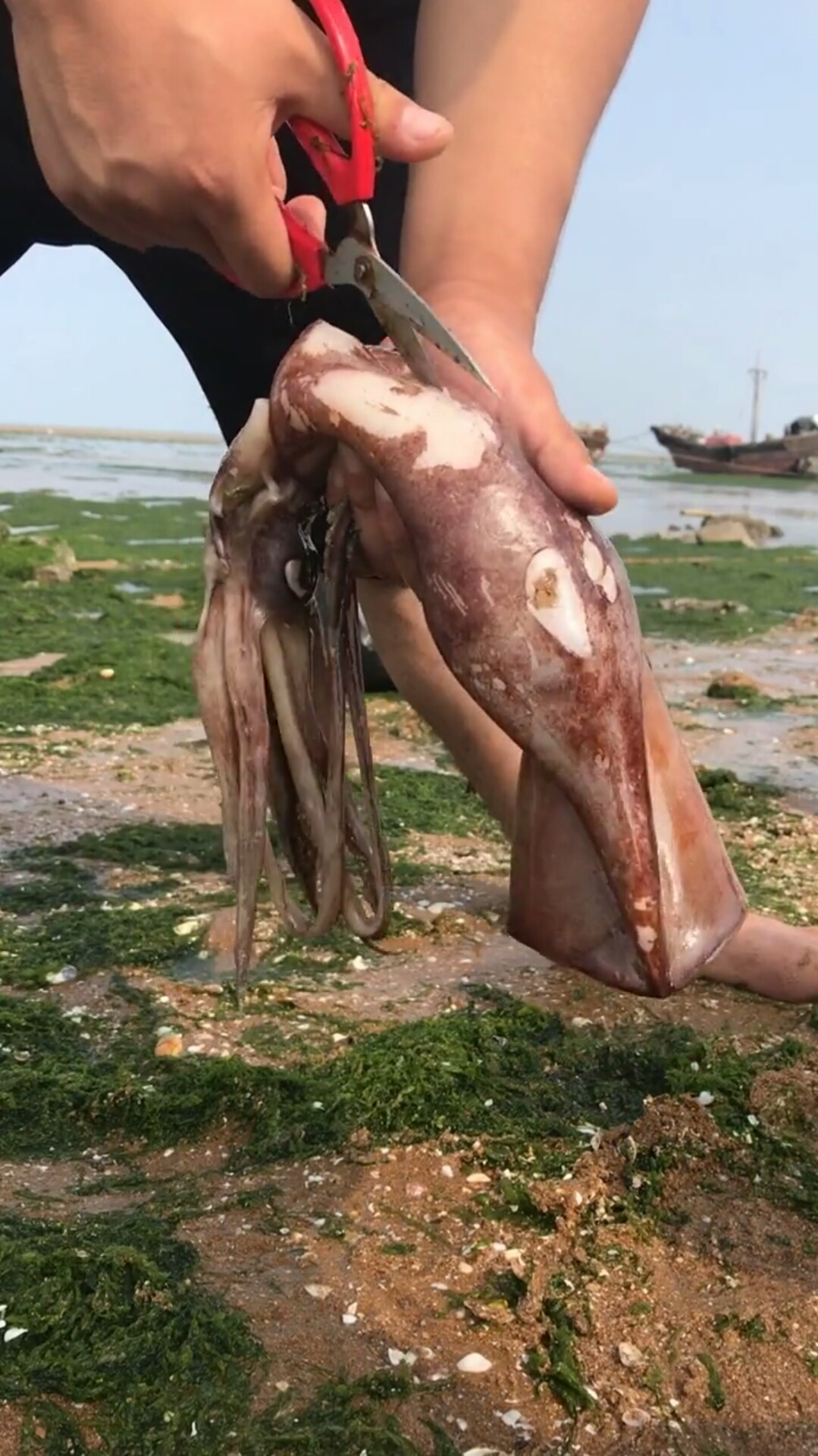 解剖大鱿鱼,带你了解鱿鱼内部构造