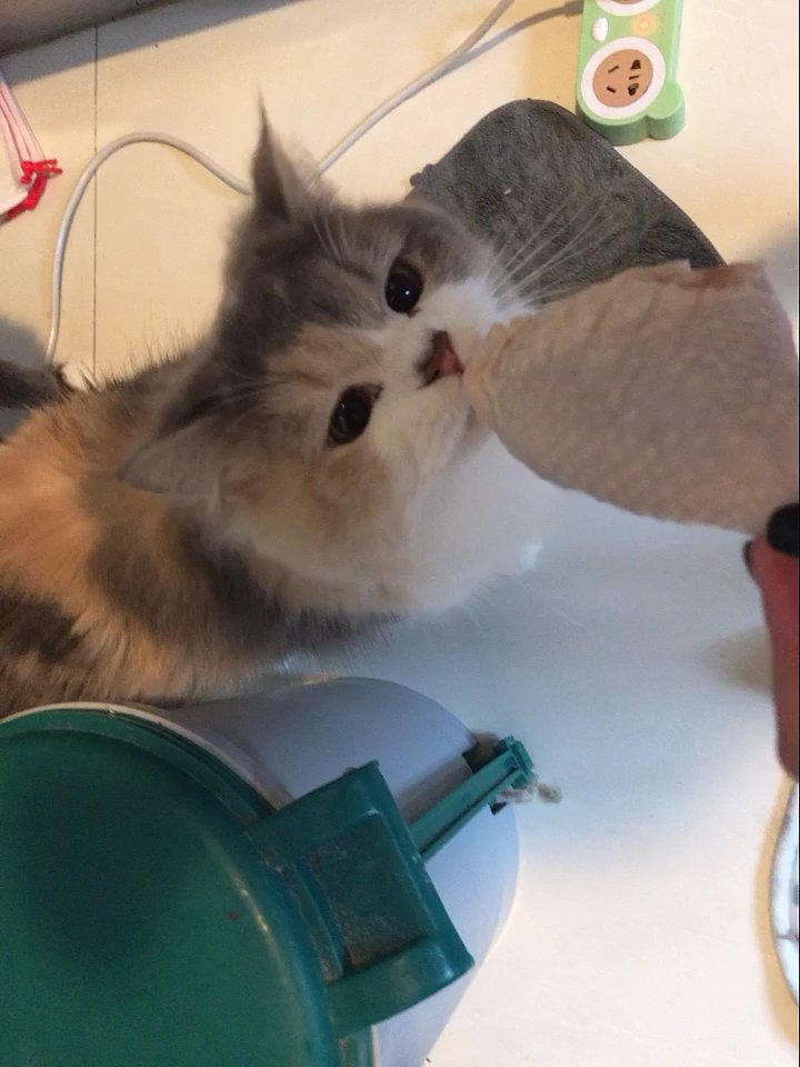 自制生骨肉猫饭 还没剁碎猫妈就忍不住要吃了hahaha