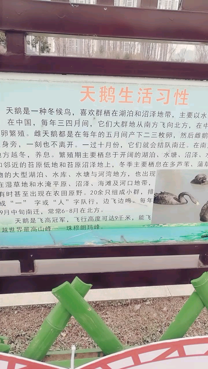 关于天鹅的常识你知道多少?下面告诉你