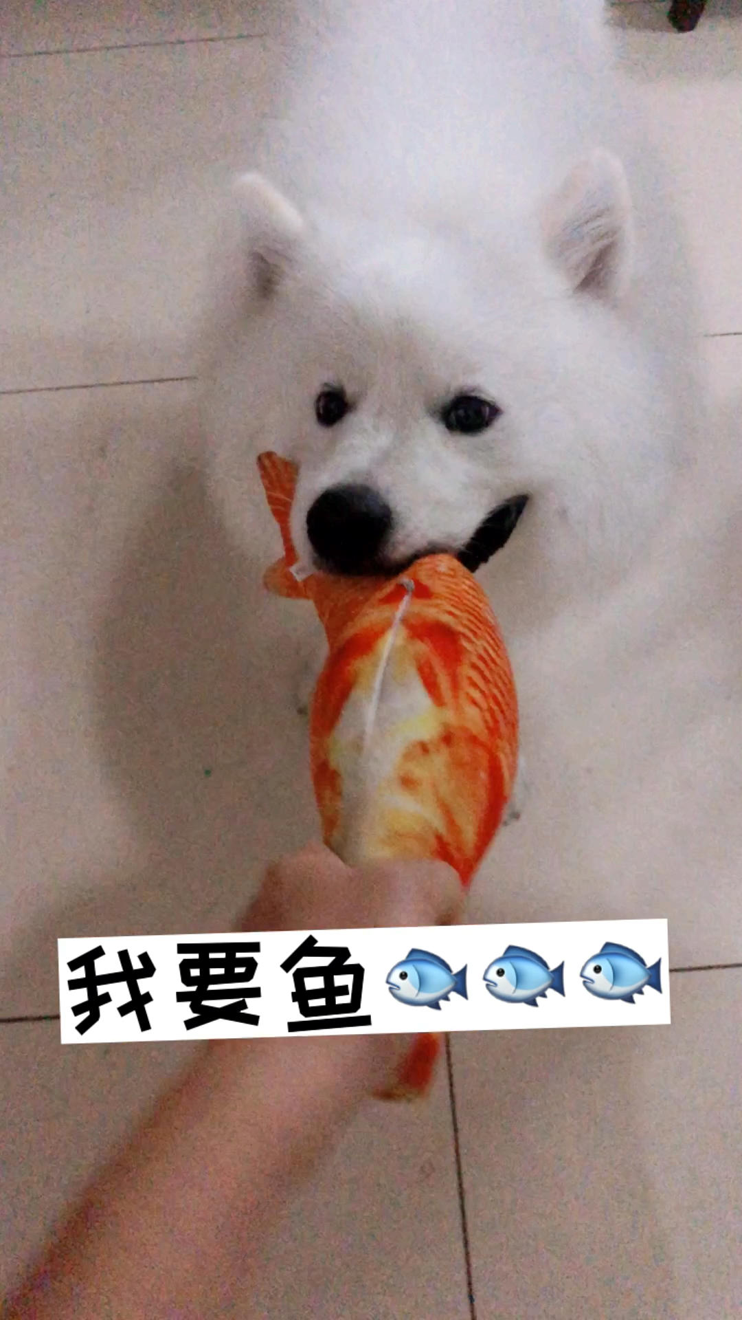 #你喜欢的样子我都有#你一个狗要啥鱼