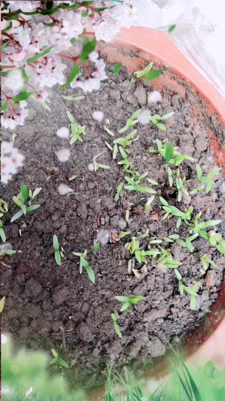 种点香菜,出牙了。