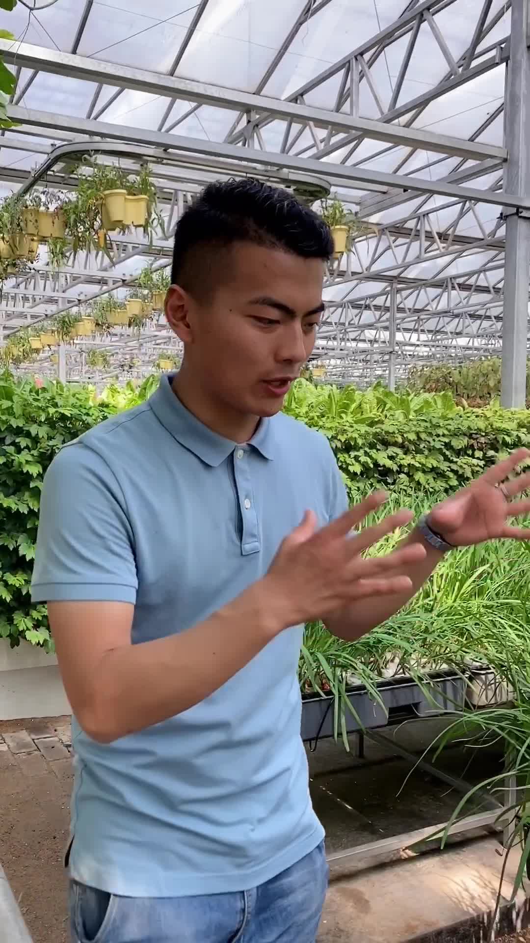 无土栽培的韭菜,