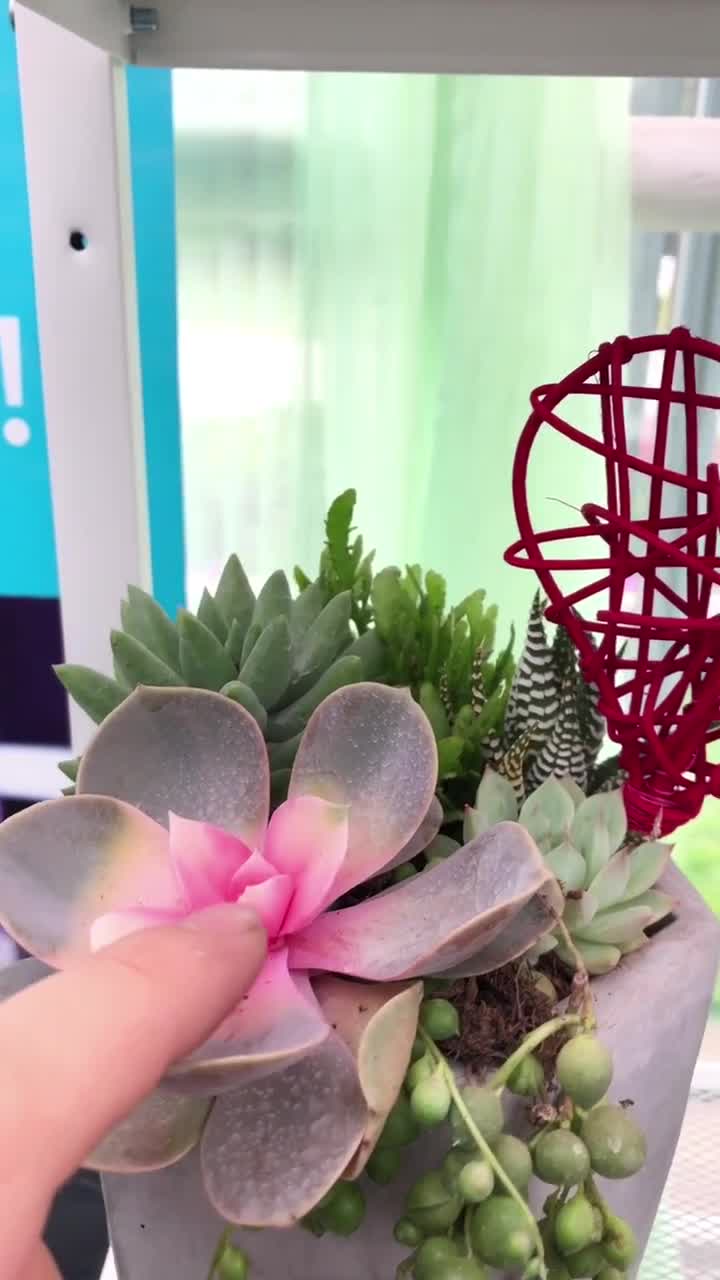 什么是多肉“药锦”,0秒get#我要上热门#