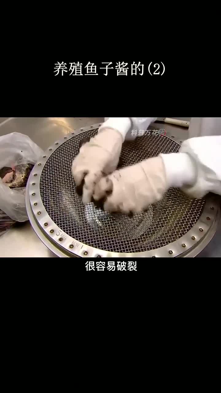 养殖鱼子酱的(2)