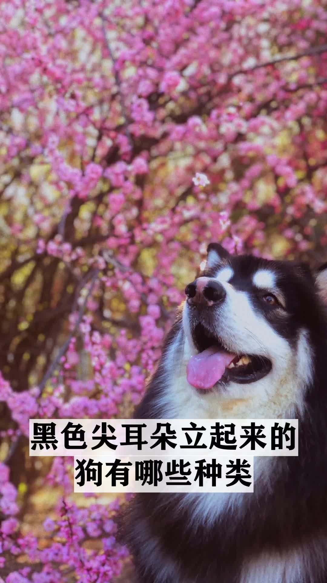 黑色尖耳朵立起来的狗有哪些种类