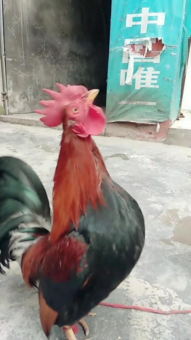 这是什么情况让它如此多娇