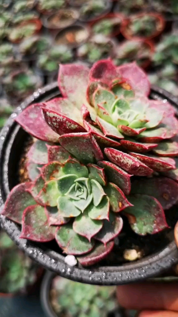 #我的小花园#多肉植物罗西玛