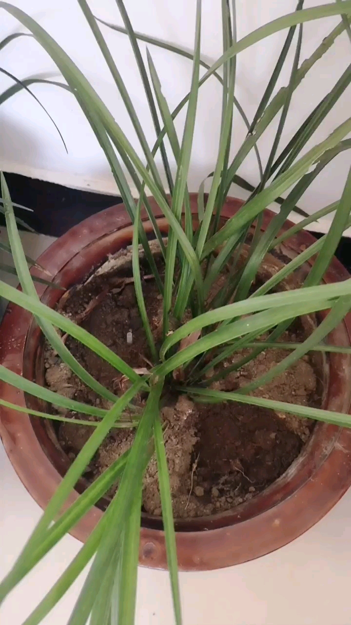 我的小花园