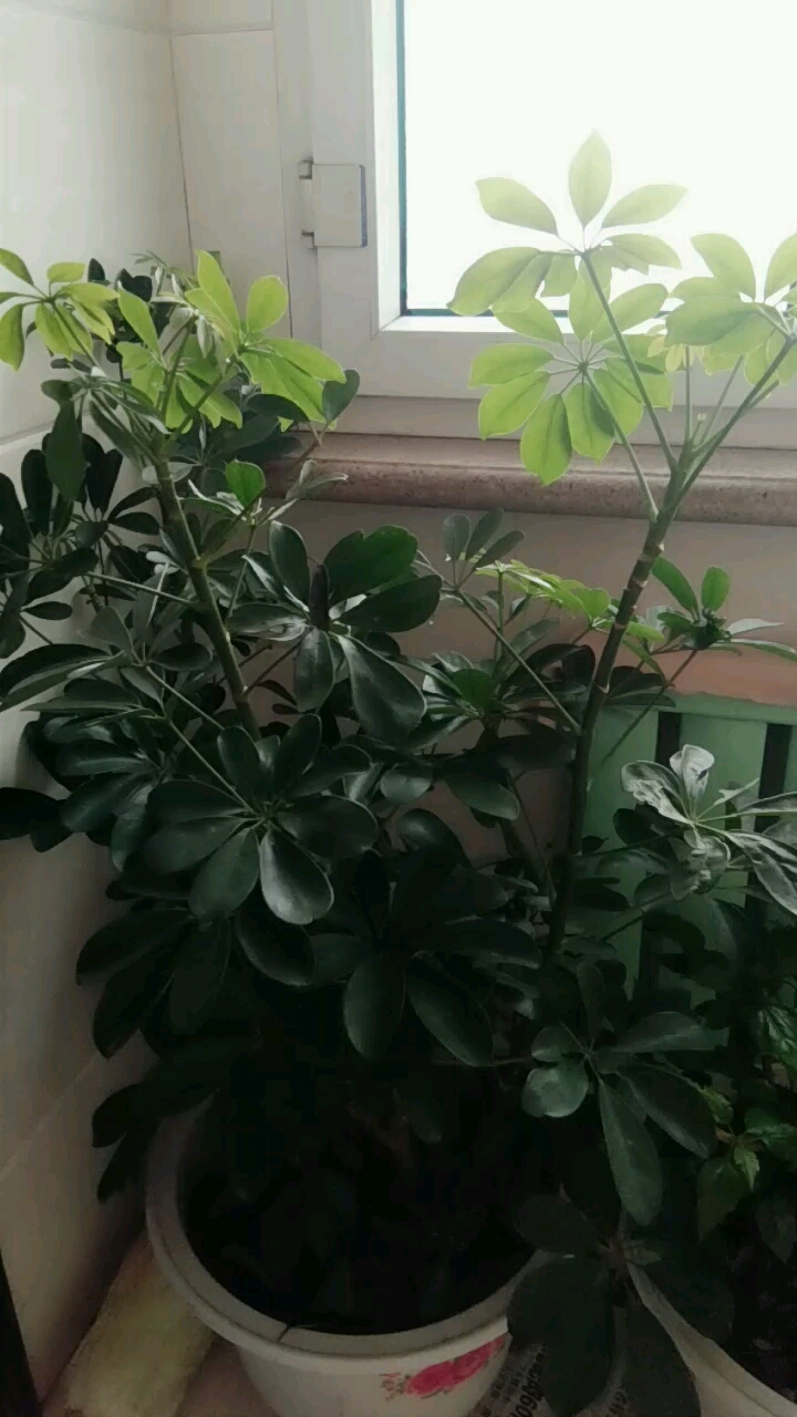 这是发财树,家里养这花好一年的财运不断。
