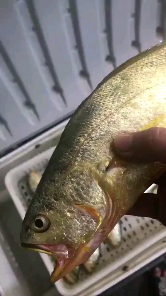 黄花鱼