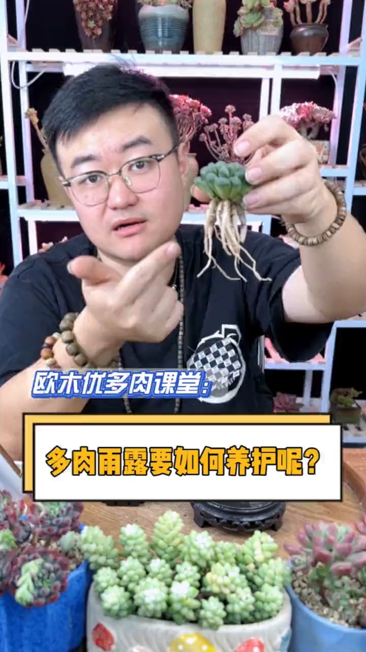 #有一种可爱叫多肉！#玉露是很多肉友都会入手的一个多肉品种，那么它到底该如何养护呢？这个视