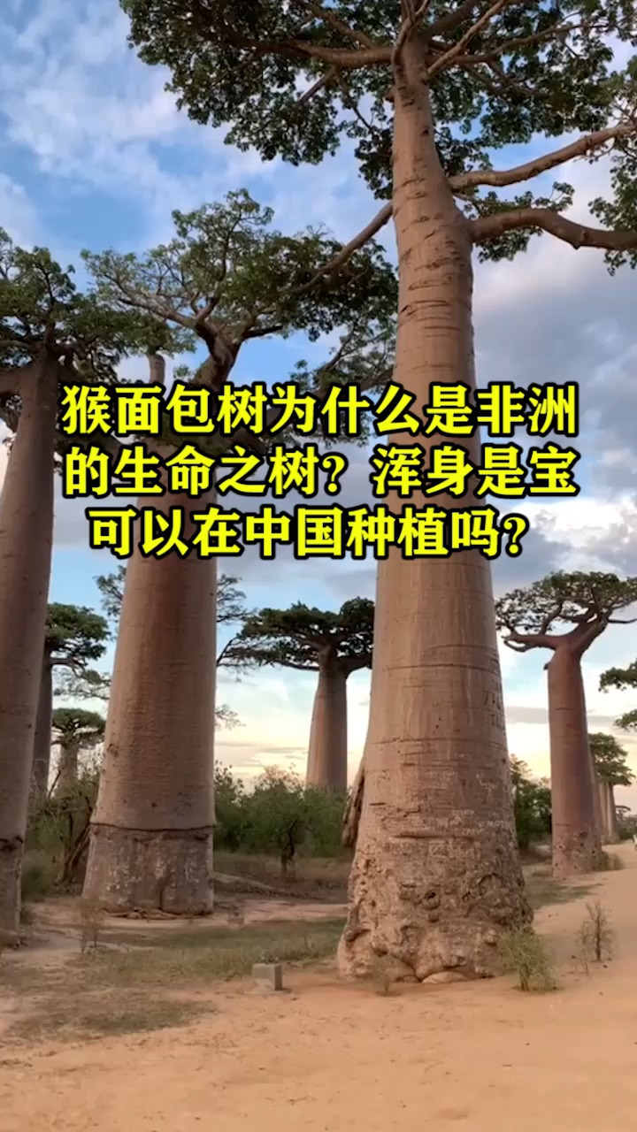 #奇闻趣事抢先看#猴面包树为什么是非洲的生命之树?浑身是宝,可以在中国种植吗?