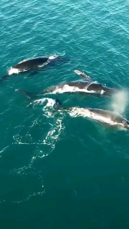 船员生活丰富多彩,航海记录鲸鱼出水!