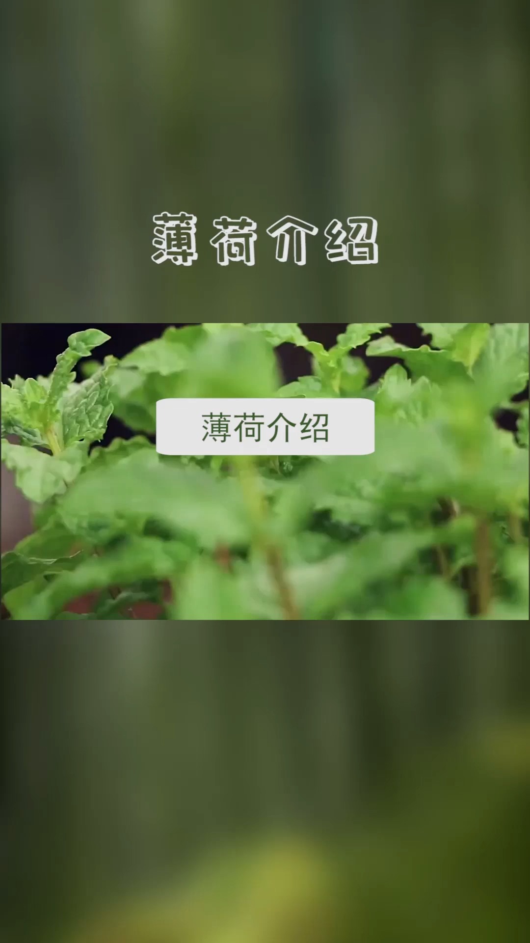薄荷介绍