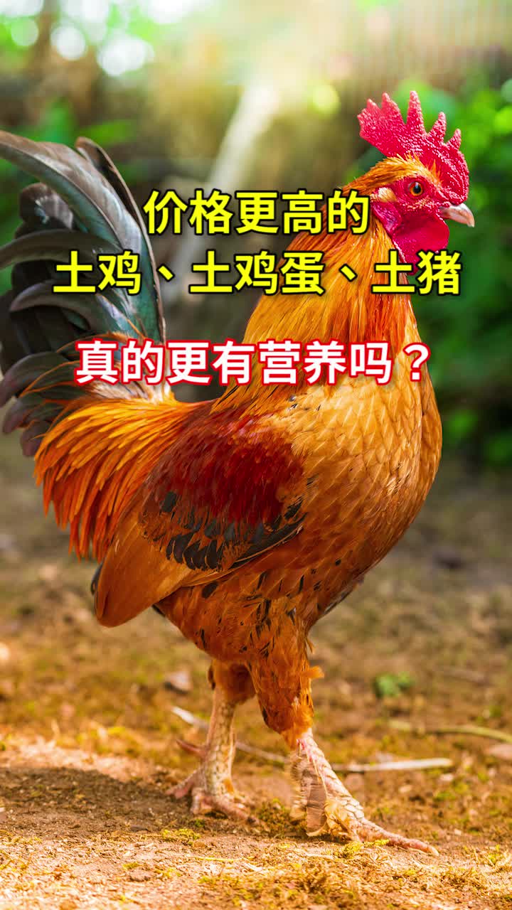 价格更高的土鸡土鸡蛋土猪,真的更有营养吗