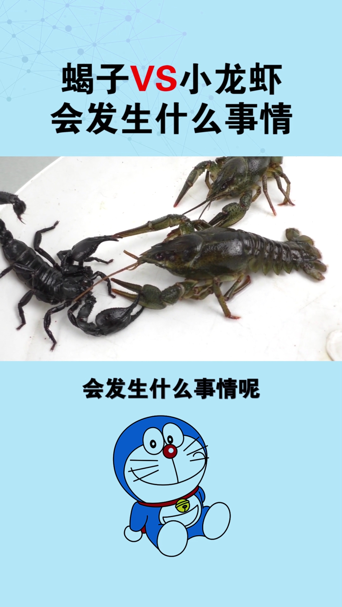 #爬宠大战#蝎子VS小龙虾会发生什么事情